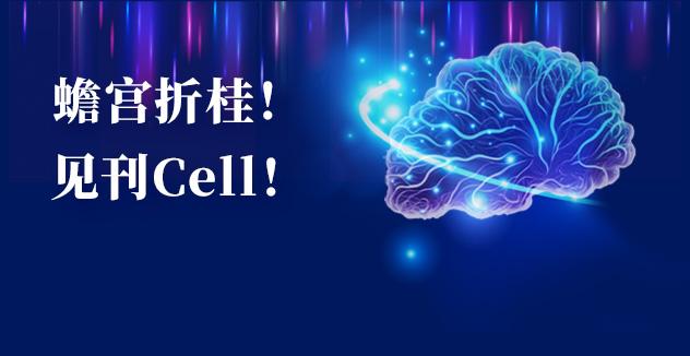 Cell项目文章 | 中国科学家解码人脑多区域时空发育奥秘！